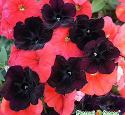 Петуния грандифлора Владимирский крест F1