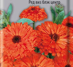 Календула Махровая Ред виз блэк центр