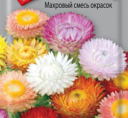 Гелихризум Махровый смесь окрасок