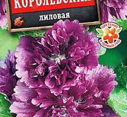 Шток-роза Королевская Лиловая