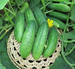 Огурец Мазай F1