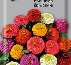 Цинния изящная Дюймовочка