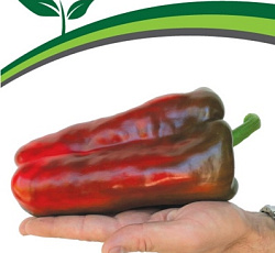 Перец сладкий Ламуйо F1