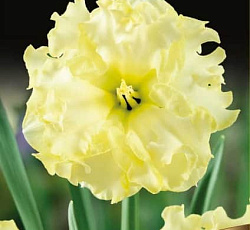 Нарцисс (С расщепленной коронкой) - Санни Сайд Ап (Люкс)