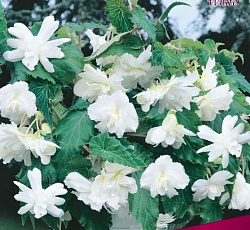 Бегония (ампельная) - Вайт