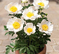 Пион (Патио) - Дублин