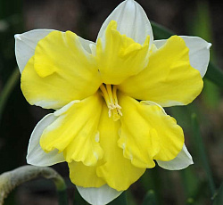 Нарцисс (С расщепленной коронкой) - Кассата