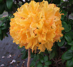 Азалия (японская) - Голден Лайтс