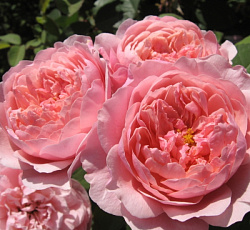 Роза (английская парковая) - Алнвик Роуз