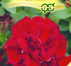 Петуния махровая крупноцветковая Даубл Каскад Кармин F1