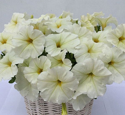 Петуния многоцветковая Аморе мио белая F1