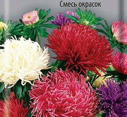 Астра Коготковая Смесь окрасок