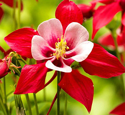 Аквилегия (обыкновенная) - Кримсон Стар