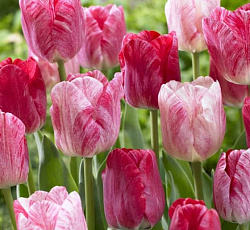 Тюльпан (Триумф) - Хемисфир