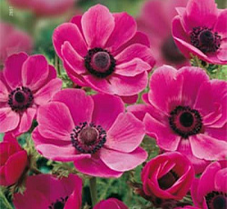 Анемона - Сильфид