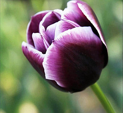 Тюльпан (Триумф) - Джекпот