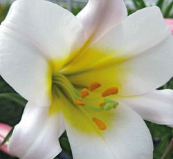 Лилия (трубчатая) - Ригейл Альбум