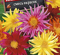 Георгина Кактусовидная (смесь окрасок)