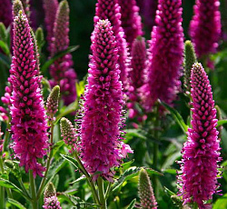 Вероника длиннолистная Розовая