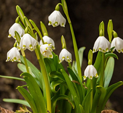 Белоцветник - Летний Гравети Джайант
