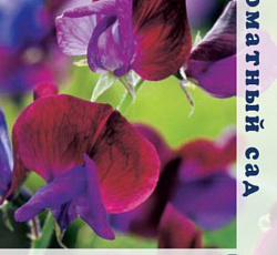 Душистый горошек Синяя птица