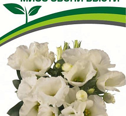 Эустома F1 карликовая Мисс Эбони Бьюти