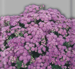 Агератум Розовый шар