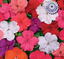 Бальзамин Баланс Микс