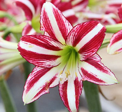 Амариллис (простой) - Сантьяго (Люкс)