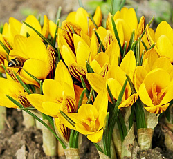 Крокус (ботанический) - Джипси Герл