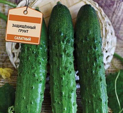 Огурец Прагматик F1