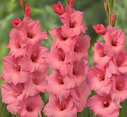 Гладиолус (крупноцветковый) - Фортароза