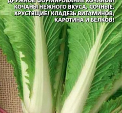 Капуста пекинская Родник
