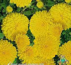 Хризантема (корейская) - Мишель