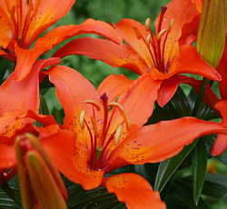 Лилия (азиатская горшечная) - Виннинг Джой