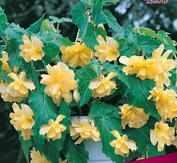 Бегония (ампельная) - Йеллоу