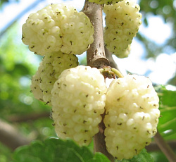 Шелковица белая - Милановик