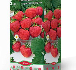 Клубника (земляника) садовая Полка