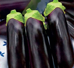Баклажан Черный опал