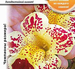 Мимулюс Леопардовый F1 Русский размер