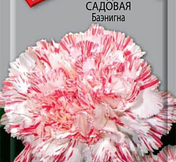 Гвоздика садовая Баэнигна