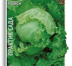 Салат айсберг Грейт лайкс 659 (кочанный)