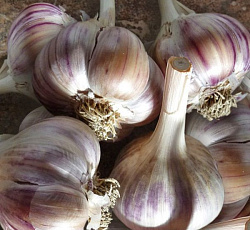 Чеснок Ульяновский фиолетовый