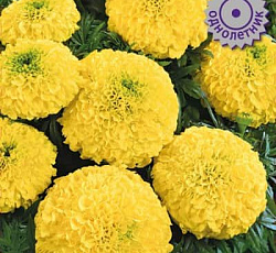 Бархатцы прямостоячие Антигуа Примроуз