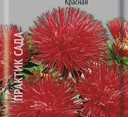 Астра Гигантские лучи Красная