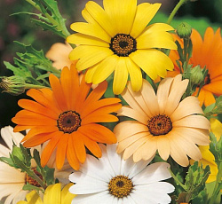 Диморфотека Пастель (смесь окрасок)