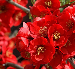 Айва великолепная - Боуль де фё