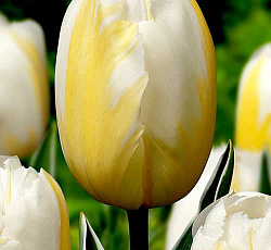 Тюльпан (Триумф) - Хэппи Пипл