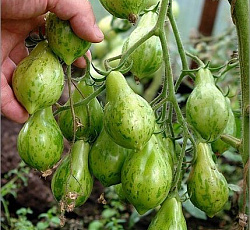 Томат Майкл Поллан