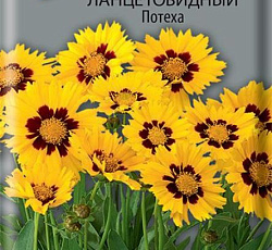 Кореопсис ланцетовидный Потеха